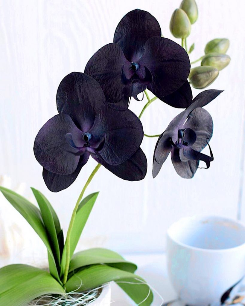 Как вырастить орхидею: советы по уходу, особенности полива и освещения, правила пересаживания, фото